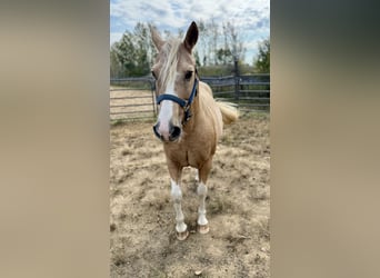 Haflinger Mestizo, Caballo castrado, 9 años, 145 cm, Palomino