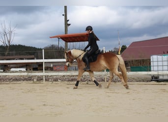 Haflinger, Caballo castrado, 9 años, 146 cm, Bayo