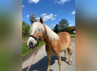 Haflinger, Caballo castrado, 9 años, 146 cm, Bayo