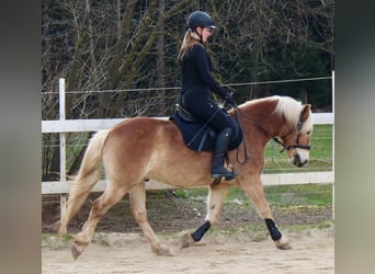 Haflinger, Caballo castrado, 9 años, 146 cm, Bayo