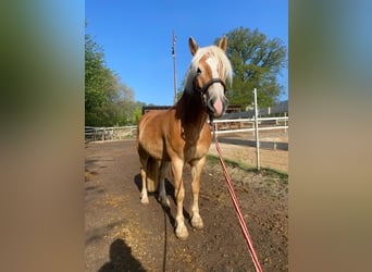 Haflinger, Caballo castrado, 9 años, 146 cm, Bayo