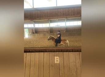 Haflinger, Caballo castrado, 9 años, 146 cm, Bayo