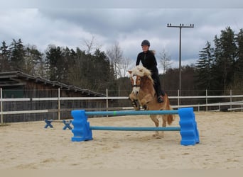 Haflinger, Caballo castrado, 9 años, 146 cm, Bayo