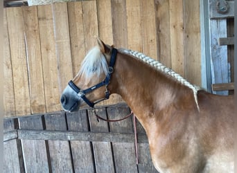 Haflinger, Caballo castrado, 9 años, 146 cm, Bayo