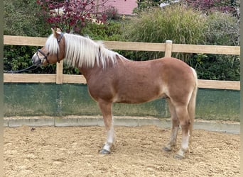 Haflinger, Caballo castrado, 9 años, 148 cm, Alazán