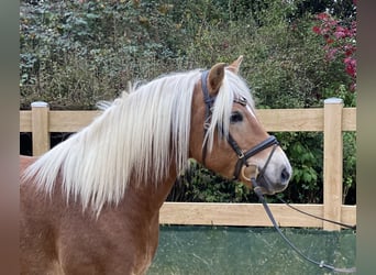 Haflinger, Caballo castrado, 9 años, 148 cm, Alazán