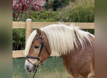 Haflinger, Caballo castrado, 9 años, 148 cm, Alazán