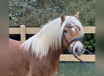 Haflinger, Caballo castrado, 9 años, 148 cm, Alazán