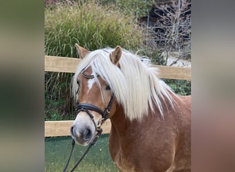 Haflinger, Caballo castrado, 9 años, 148 cm, Alazán