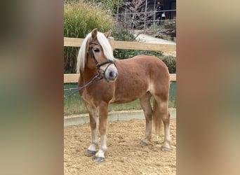 Haflinger, Caballo castrado, 9 años, 148 cm, Alazán