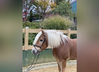 Haflinger, Caballo castrado, 9 años, 148 cm, Alazán