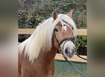 Haflinger, Caballo castrado, 9 años, 148 cm, Alazán