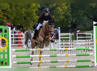 Haflinger, Caballo castrado, 9 años, 149 cm, Palomino