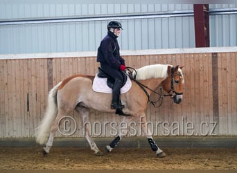 Haflinger, Caballo castrado, 9 años, 149 cm, Palomino