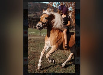 Haflinger, Caballo castrado, 9 años, 150 cm, Alazán