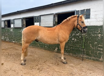 Haflinger, Caballo castrado, 9 años, 150 cm, Palomino