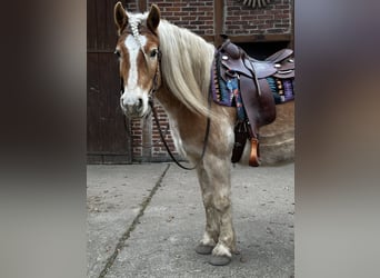 Haflinger, Caballo castrado, 9 años, 150 cm