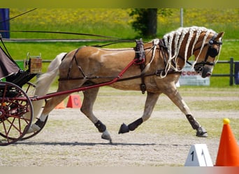 Haflinger, Caballo castrado, 9 años, 152 cm
