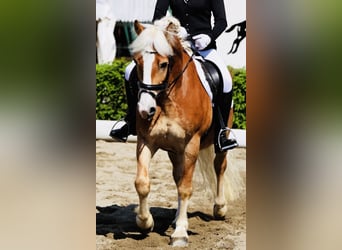 Haflinger, Caballo castrado, 9 años, 153 cm, Alazán