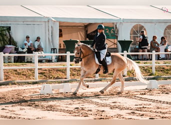 Haflinger, Caballo castrado, 9 años, 153 cm, Alazán