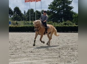 Haflinger, Caballo castrado, 9 años, 153 cm, Alazán