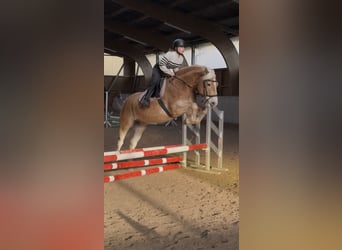 Haflinger, Caballo castrado, 9 años, 155 cm, Alazán