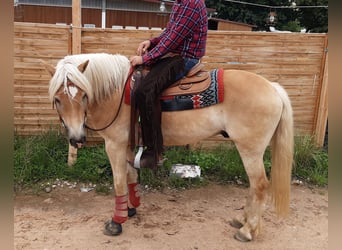 Haflinger, Caballo castrado, 9 años, 156 cm