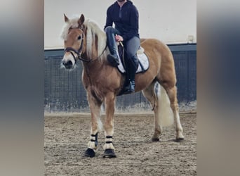 Haflinger, Caballo castrado, 9 años, 158 cm, Palomino