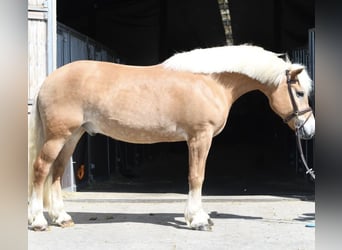 Haflinger, Caballo castrado, 9 años, 160 cm, Palomino
