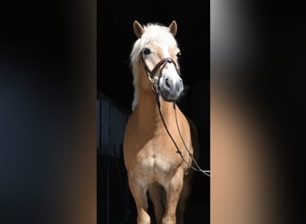 Haflinger, Caballo castrado, 9 años, 160 cm, Palomino