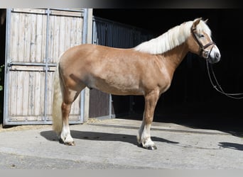 Haflinger, Caballo castrado, 9 años, 160 cm, Palomino