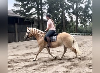 Haflinger, Caballo castrado, 9 años, 162 cm, Alazán