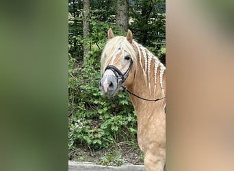 Haflinger, Caballo castrado, 9 años, 162 cm, Alazán