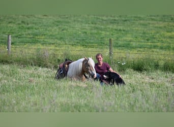 Haflinger, Caballo castrado, 9 años, Alazán rojizo