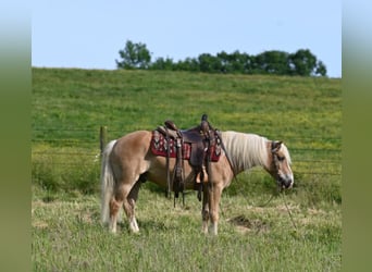 Haflinger, Caballo castrado, 9 años, Alazán rojizo