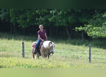 Haflinger, Caballo castrado, 9 años, Alazán rojizo