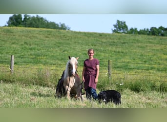 Haflinger, Caballo castrado, 9 años, Alazán rojizo