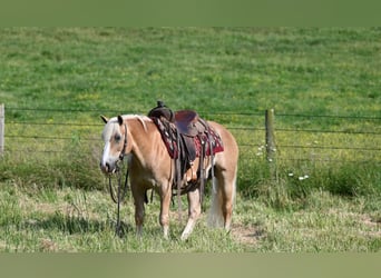 Haflinger, Caballo castrado, 9 años, Alazán rojizo