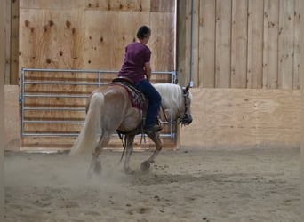 Haflinger, Caballo castrado, 9 años, Alazán rojizo