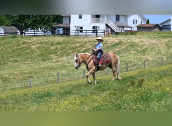 Haflinger, Caballo castrado, 9 años, Alazán rojizo