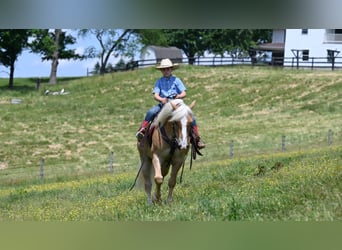 Haflinger, Caballo castrado, 9 años, Alazán rojizo