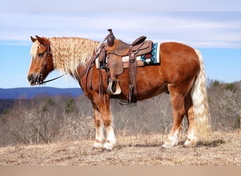 Haflinger Mestizo, Caballo castrado, 9 años