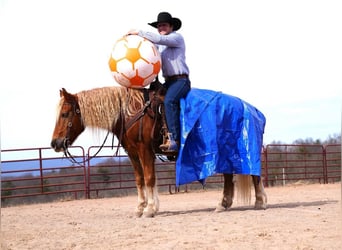 Haflinger Mestizo, Caballo castrado, 9 años