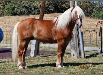 Haflinger, Étalon, 12 Ans, 152 cm