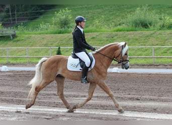 Haflinger, Étalon, 14 Ans, 151 cm, Alezan