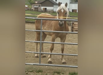 Haflinger, Étalon, 1 Année, 130 cm