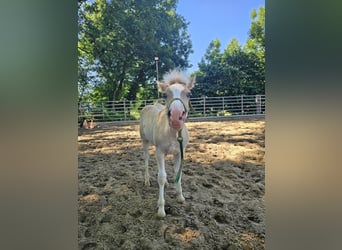 Haflinger, Étalon, 1 Année, 147 cm, Alezan