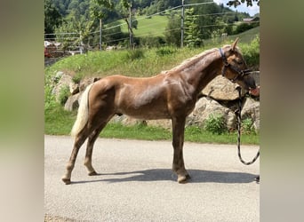 Haflinger, Étalon, 1 Année, 150 cm, Alezan