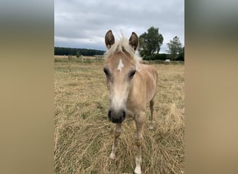 Haflinger, Étalon, 1 Année, 150 cm, Alezan