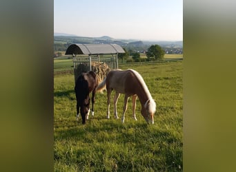 Haflinger, Étalon, 1 Année, 150 cm, Alezan